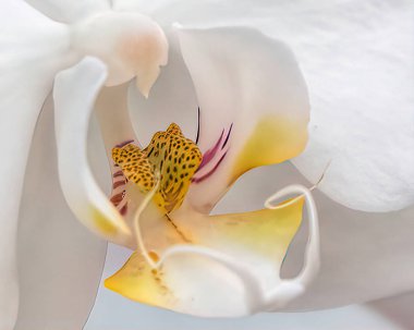 Orkide Çiçek bahçesinde