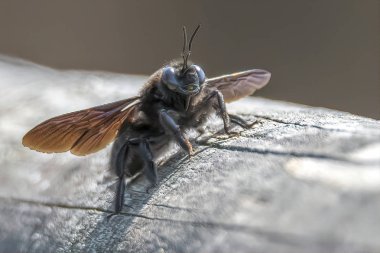 tabanidae sinegi böcek ahşap üzerine