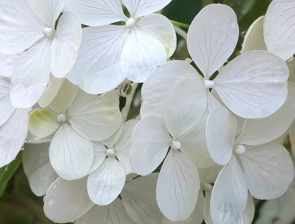 Witte Hortensia Bloei — Stockfoto