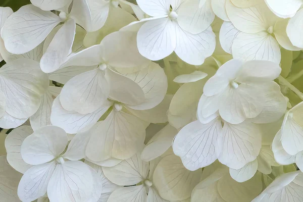 Witte Hortensia Bloei — Stockfoto