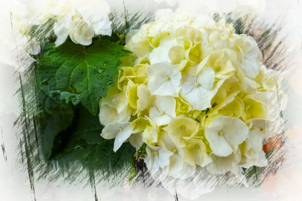 Witte Hortensia Bloei — Stockfoto