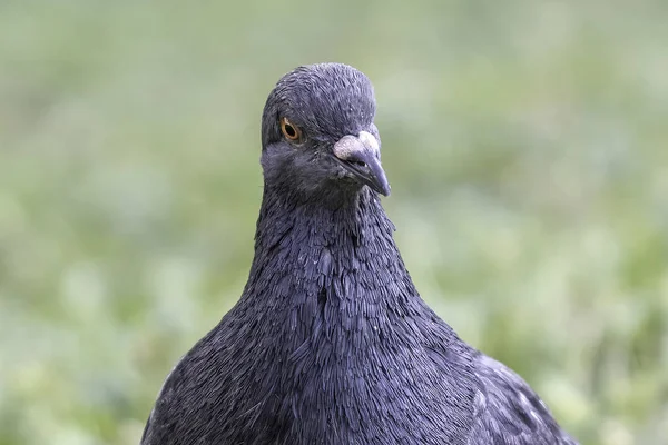 Çayır Bir Güvercini — Stok fotoğraf