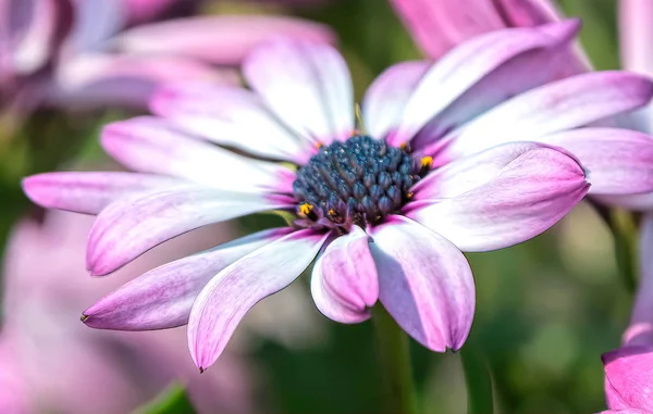 dimorphoteca african daisy in the vase