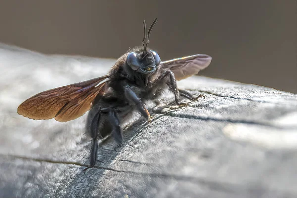 Tabanidae Horsefly Owadów Drewno — Zdjęcie stockowe