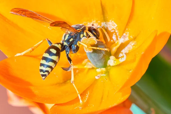 Biene Auf Blume Für Nektar — Stockfoto