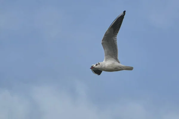 空を飛ぶカモメ — ストック写真