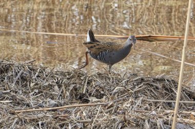 Su demiryolu kuş, Rallus aquaticus