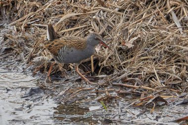 Su demiryolu kuş, Rallus aquaticus