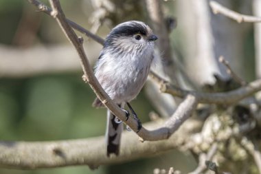 uzun kuyruklu baştankara kuş ağaç üzerinde