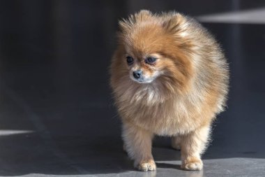 sevimli köpek Parkı'nda yürüyüş