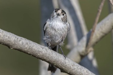 uzun kuyruklu baştankara kuş ağaç üzerinde