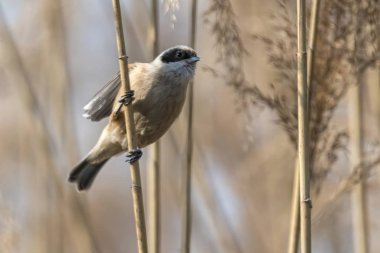 remiz pendulinus sarkaç kuş reed
