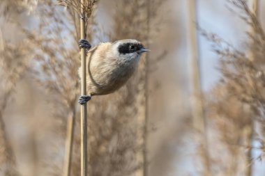 remiz pendulinus sarkaç kuş reed