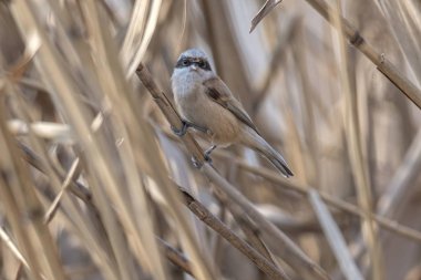 remiz pendulinus sarkaç kuş reed