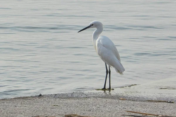 Egret Walking Lake — Stock Photo, Image