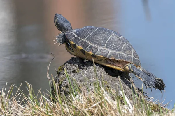 Schattig Schildpadden Rusten Bij Zon Vijver — Stockfoto