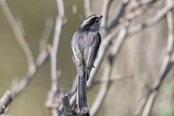 Longo Cauda Tit Pássaro Árvore — Fotografia de Stock