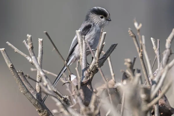 Burung Berekor Panjang Pohon — Stok Foto