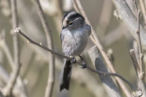 Langschwanzmeisenvogel Auf Baum — Stockfoto