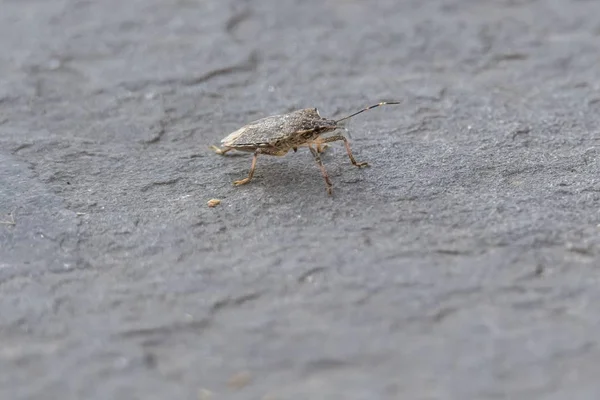 Kleiner Badbug Auf Der Straße — Stockfoto