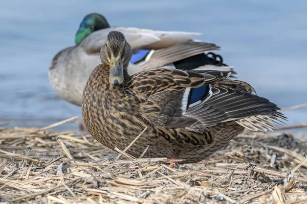 Kachní Odpočinku Jezeře — Stock fotografie