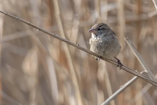 Pardal Junco Lago — Fotografia de Stock