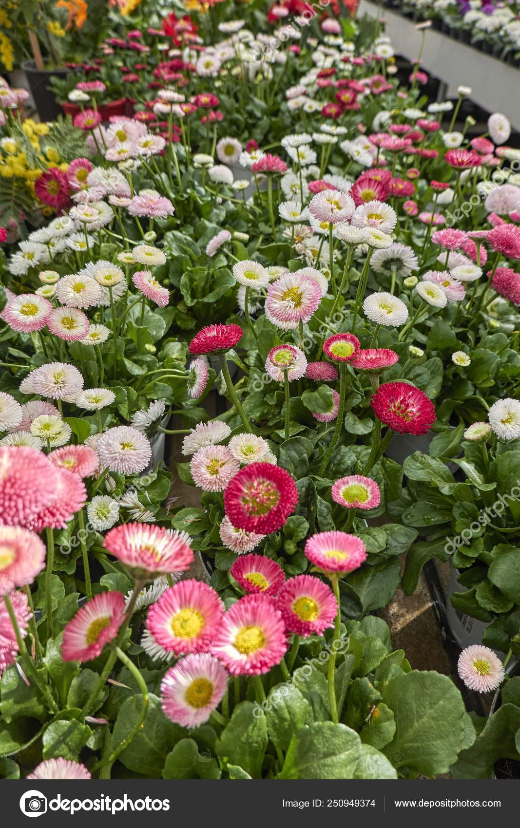 Bellis Perennis Daisy Pomponette Flower Stock Photo C Spetenfina