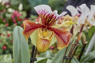 renkli orkide Çiçek bahçesinde