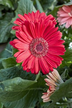 Vazoda kırmızı gerbera papatya