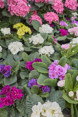 Bahar sezonu renkli campanula'lar