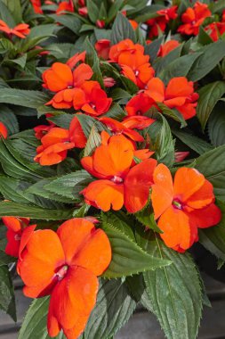 dipladenia mandevilla Bloom bahar