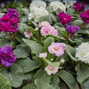 Bahar sezonu renkli campanula'lar