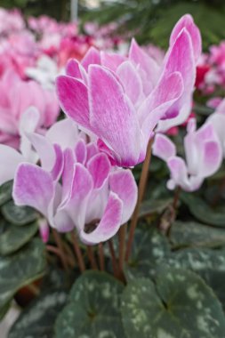 ilkbaharda çiçek pembe Siklamen