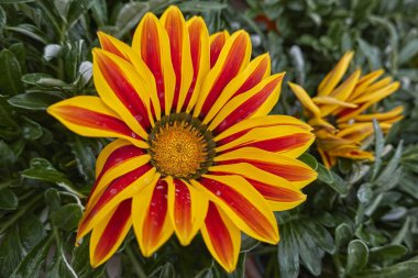 Bahar bahçesinde çiçek garzania çiçek