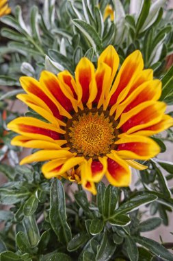 Bahar bahçesinde çiçek garzania çiçek