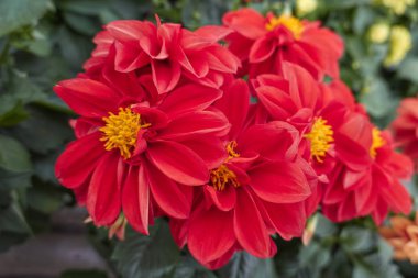 Bahçedeki kırmızı yıldız çiçeği