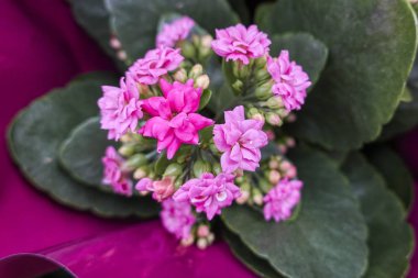 pembe Begonya çiçek bahar