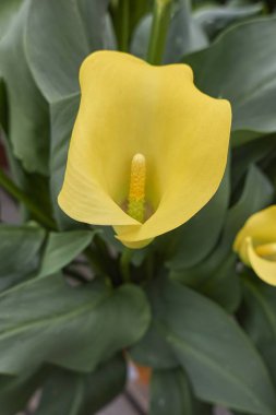 bahçede sarı calla lily