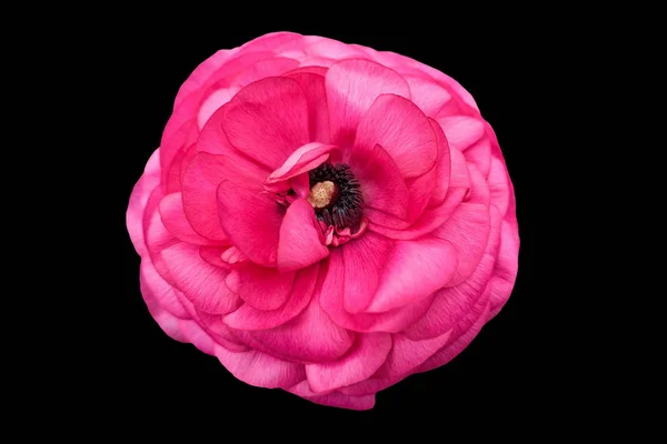 Flor Peonia Rosa Sobre Fondo Negro —  Fotos de Stock