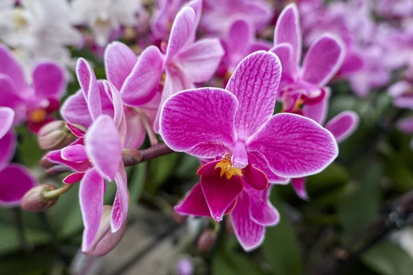 Розовая Орхидея Цвету Саду — стоковое фото
