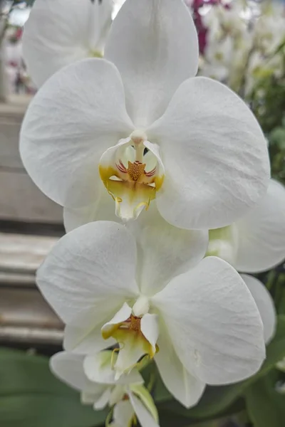 White Orchid Bloom Garden — Stock Photo, Image