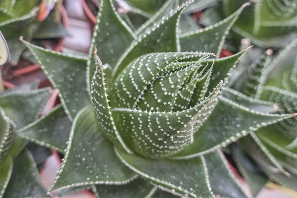 Pianta Succulenta Fiore Nel Vaso — Foto Stock