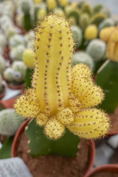 Kleurrijke Succulente Installatie Bloei Vaas — Stockfoto