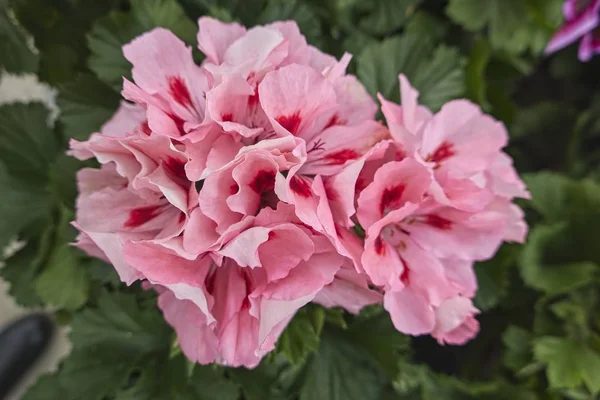 Geranien Blühen Garten — Stockfoto