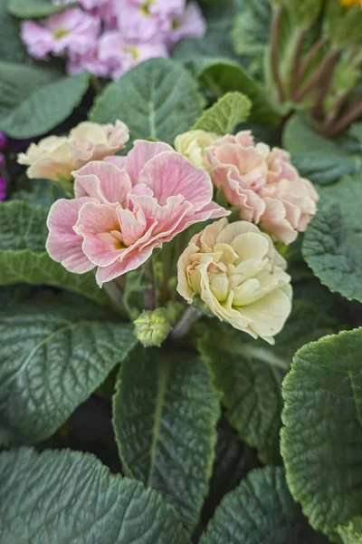 Kleurrijke Primula Lente Seizoen — Stockfoto