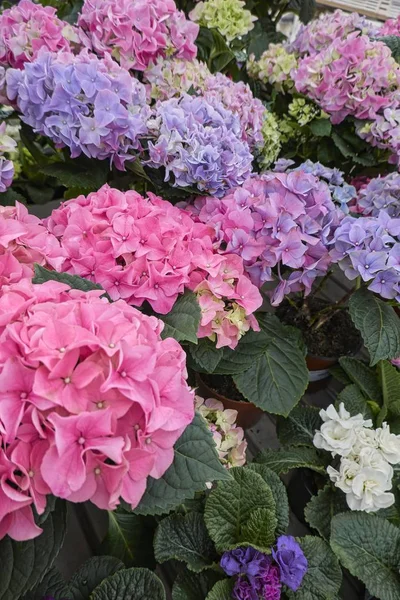 Hortensias Flor Primavera —  Fotos de Stock