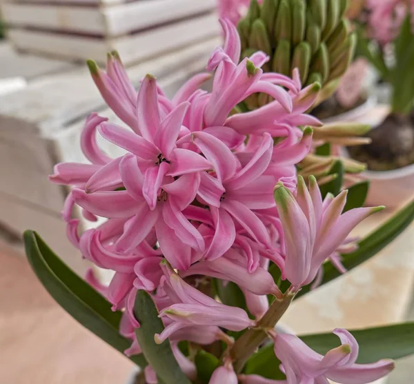 Pink Hyacinth Vase — Stock Photo, Image