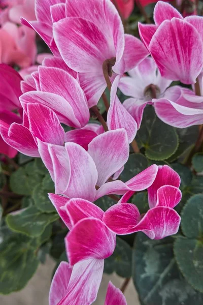 Весной Цветут Розовые Цикламены — стоковое фото