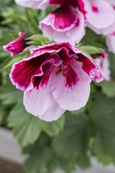 Géranium Fleurs Dans Jardin — Photo