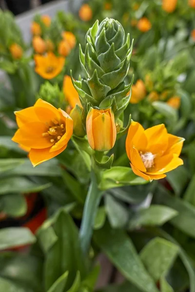 Ornithogalum Ornitogallo Blume Der Vase — Stockfoto